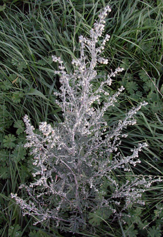 Artemisia absinthium