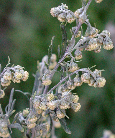 Artemisia absinthium