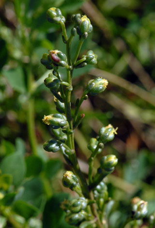 Artemisia campestris ssp maritima close