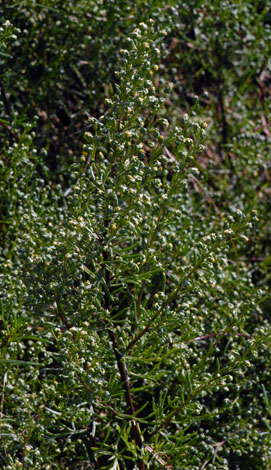Artemisia campestris ssp maritima whole