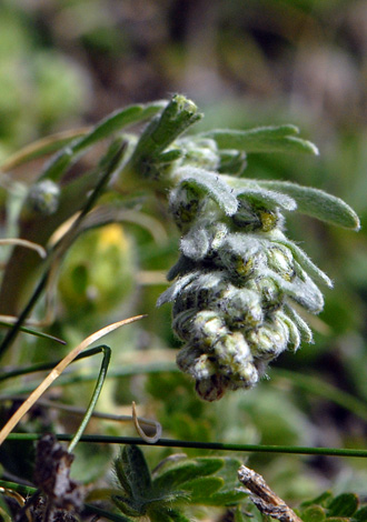 Artemisia genipi close