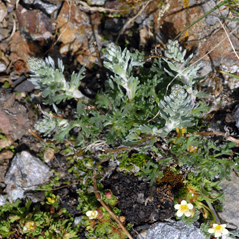 Artemisia genipi whole