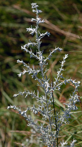 Artemisia maritima close