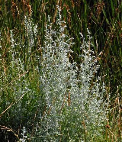 Artemisia maritima whole