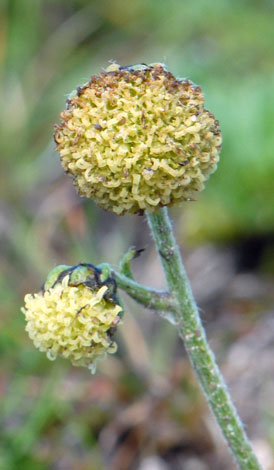 Artemisia norvegica close