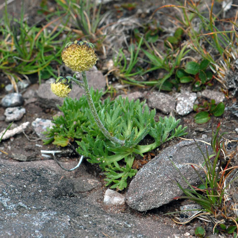 Artemisia norvegica whole