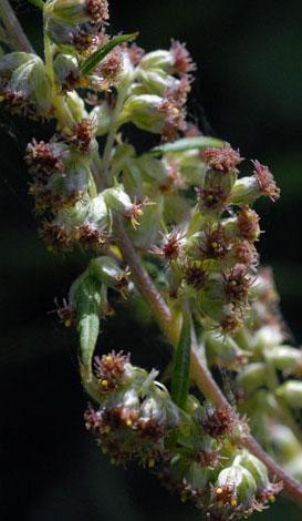 Artemisia verlotiorum