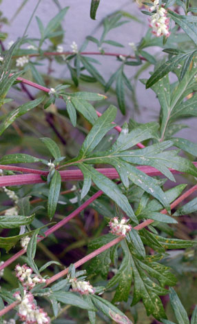 Artemisia verlotiorum