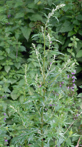Artemisia verlotiorum