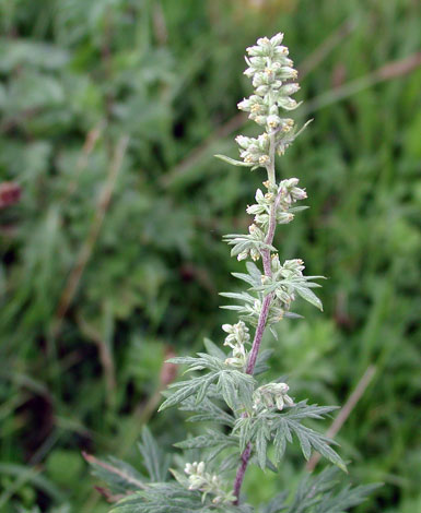 Artemisia vulgaris