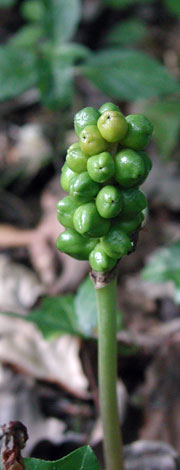 Arum maculatum fruit