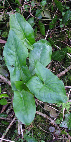 Arum maculatum leaves