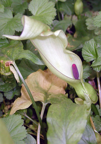 Arum maculatum whole