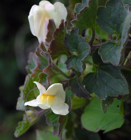 Asarina procumbens