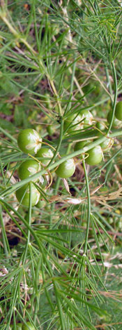 Asparagus officinalis ssp officinalis fruits