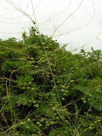 Asparagus officinalis ssp officinalis whole