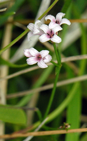 Asperula cynanchica close