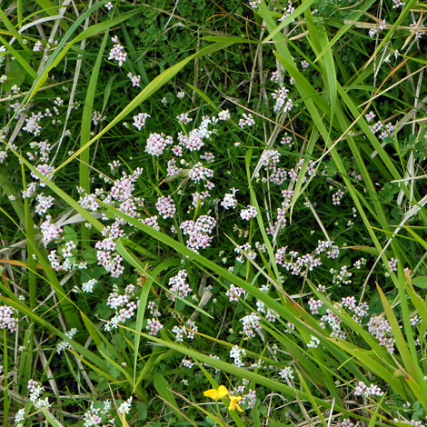 Asperula cynanchica whole