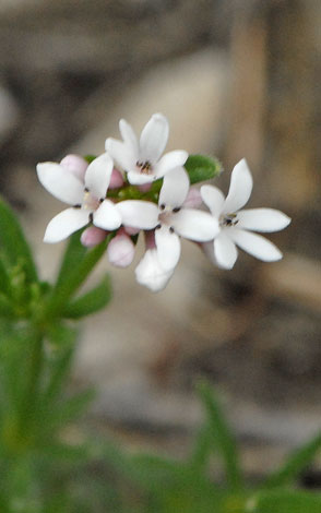 Asperula pyrenaica flowers