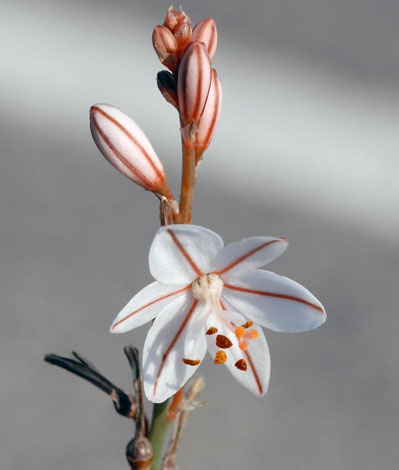 Asphodelus fistulosus close