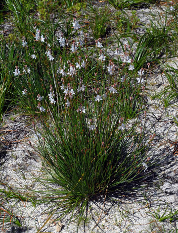 Aphodelus fistulosus whole