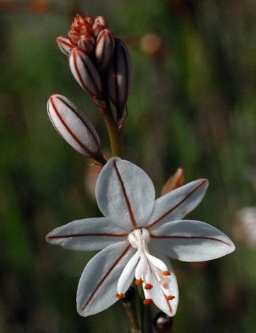 Aphodelus fistulosus whole