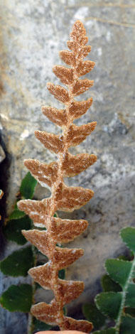 Ceterach officinarum Argegno Italy underside