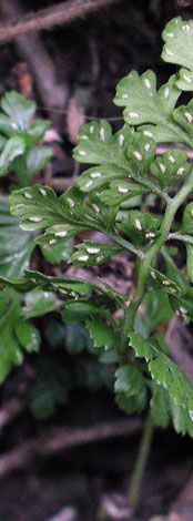 Asplenium obovatum sori