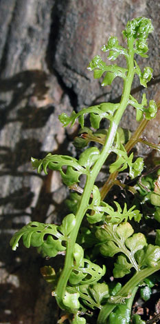 Asplenium obovatum young frond