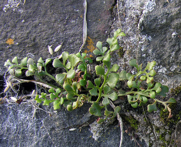 Asplenium ruta-muraria