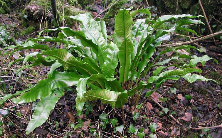 Asplenium scolopendrium