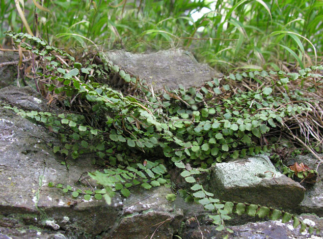 Asplenium trichomanes ssp pachyrachis var subequale