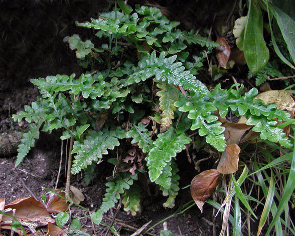 X Asplenium microdon