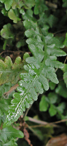 X Asplenium microdon