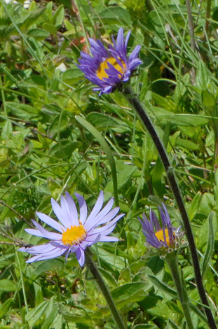 Aster alpinus close
