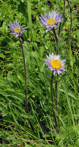 Aster alpinus whole