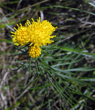 Aster linosyris whole