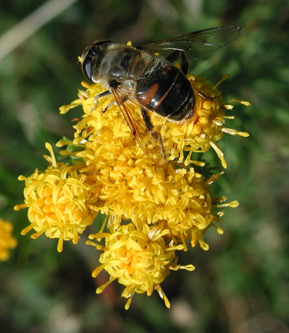 Aster linosyris close