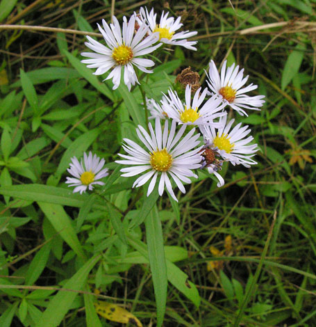 Aster sp