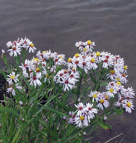 Aster tripolium whole