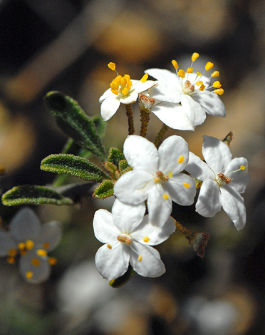 Asterolasia drummondii close