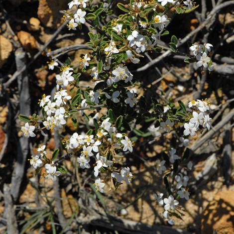 Asterolasia drummondii whole