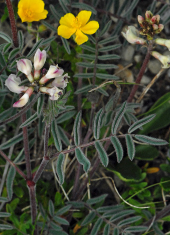 Astrgalaus australis close