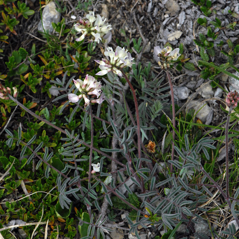 Astrgalaus australis whole