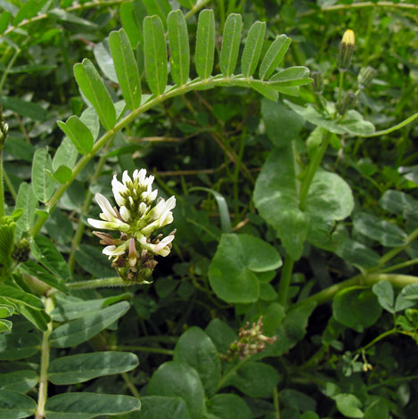 Astragalus boeticus whole