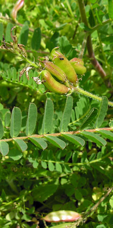 Astragalus boeticus fruit