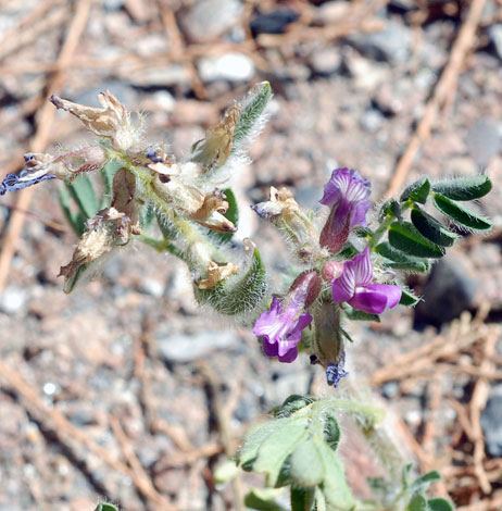 Astragalus bouraeanus