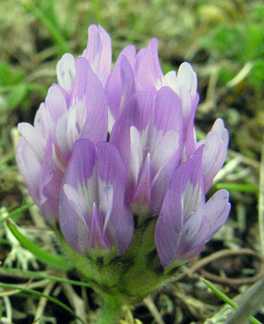 Astragalus danicus close