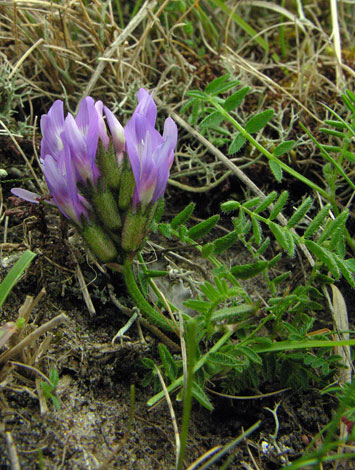 Astragalus danicus whole