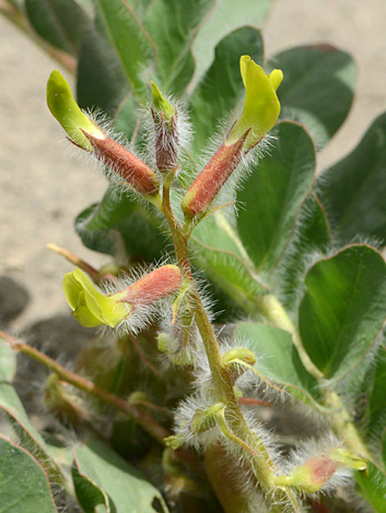 Astragalus fabaceus close